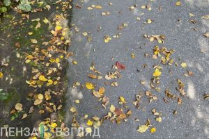 Пензенцы просят привести в порядок тропу здоровья