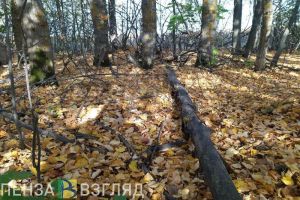 В Пензенском районе незаконно вырубили деревья более чем на 2 миллиона рублей