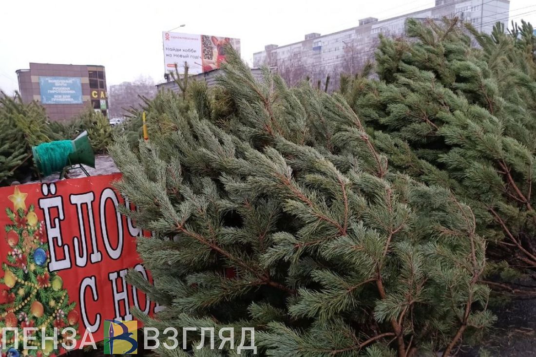 В Пензе назвали адреса базаров, где новогодние елки продадут со скидкой