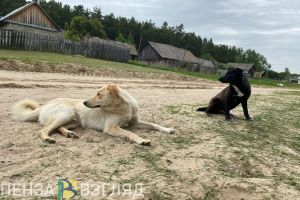 В селе Пензенской области отменен карантин, введенный из-за бешенства