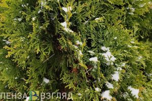 Снег с дождем прогнозируют жителям Пензенской области 16 ноября