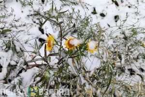 На следующей неделе в Пензе ожидается снегопад