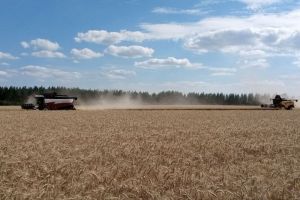 В Пензенской области собрали более 3 миллионов тонн зерновых культур