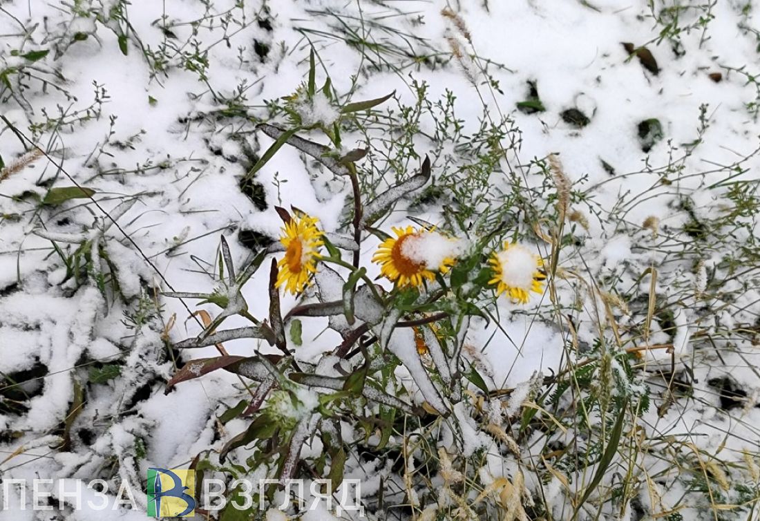 Погода в Пензе на 10 дней, прогноз на сегодня и завтра (городской округ Пенза, Пензенская область)