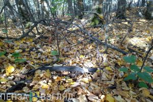 В Пензе порубочные остатки должны будут вывозить в течение трех дней