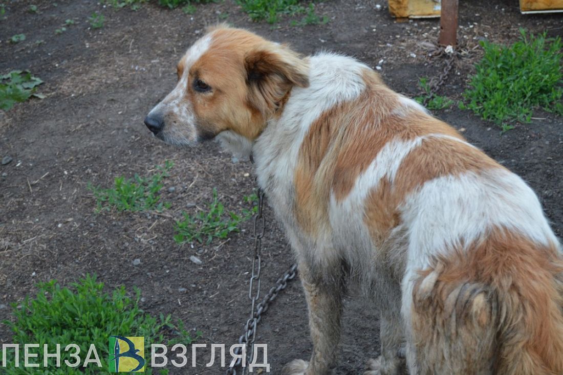 Стая собак атаковала школьников Кузнецкого района