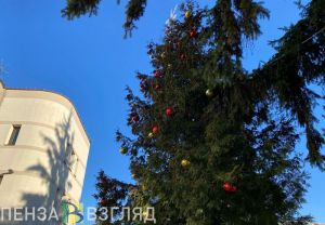 В Пензенской области перед Новым годом усилят охрану хвойных деревьев