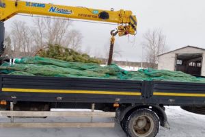Из Кузнецка в Токмак доставят партию елок