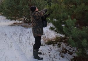 В Пензенской области началась заготовка шишек