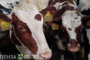 В селе Белинского района объявлен карантин по бешенству животных