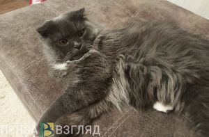 Пензенцы пожаловались на шоу с кошками в Роспотребнадзор