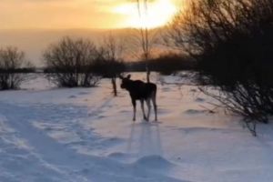 В Заречном отлавливают и вывозят лосей