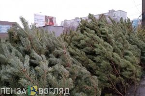 В Пензе начали работать первые елочные базары