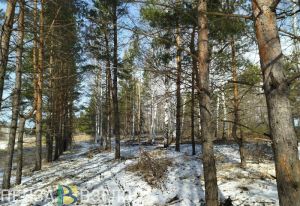 Пензенцев пригласили пройти опрос об экологической ситуации в регионе