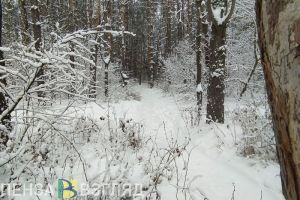 Пензенцам объяснили, почему грязный снег вывозят в район Арбековского леса