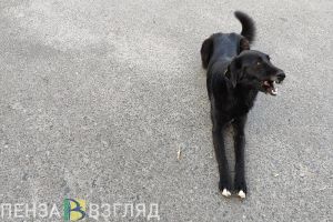 В Пензе стая собак напала на пенсионера