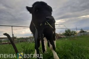 В Сердобске установили карантин по бешенству