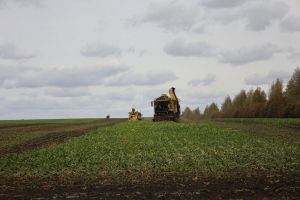 В Пензенской области планируют произвести более 400 тысяч тонн сахара