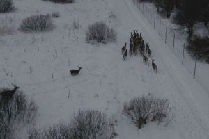 В Нижнеломовском районе выпустили 25 особей венгерского благородного оленя