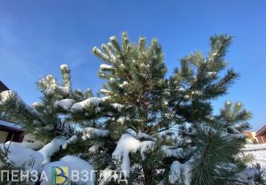 Пензенцам рассказали, чем живая елка опасна для аллергиков