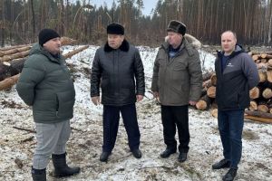 В Никольске на месте поваленных ураганом деревьев посадят новые