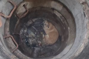 Пензенские спасатели достали из коллекторного колодца собаку
