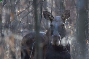 Браконьера из Бессоновского района накажут за убийство лосихи