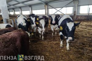 В селе Вадинского района введен карантин по бешенству животных