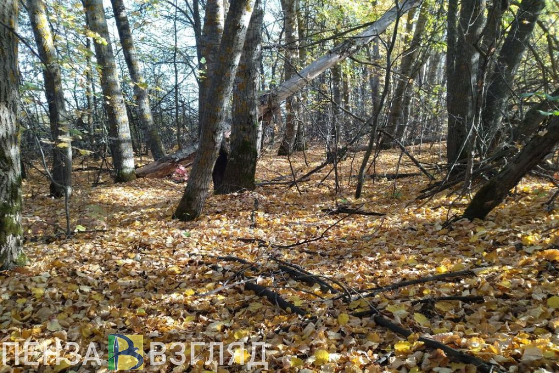 У пензенского «черного лесоруба» отобрали автомобиль, бензопилу и деньги