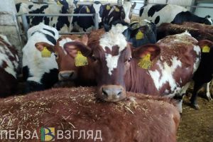 В двух селах Пензенской области отменен карантин по бешенству животных