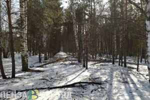 В Пензенской области выявлены 3 нарушения лесного законодательства