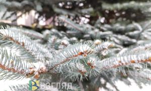 21 января в Пензенской области прогнозируется желтый уровень погодной опасности