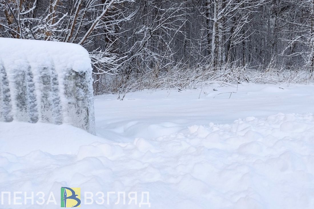 В Минлесхозе развеяли фейк о появлении волков-людоедов в Пензенской области