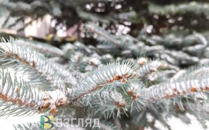 Пензенцам обещают снежную погоду 25 января
