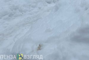 В Пензе проверят сообщение о снежной свалке, обеспокоившей жителей