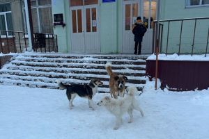 В Кузнецке расторгли контракт с организацией, отвечающей за отлов бродячих собак