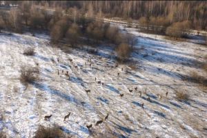 В Пензенской области выращивают и выпускают в естественную среду оленей