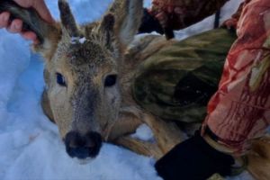 В Кузнецке спасли косулю и выпустили на волю