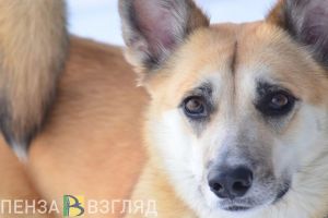 Жители пензенского района Арбеково боятся, что их разорвут на части