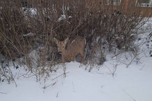 В Пензе раненую косулю отправили на реабилитацию