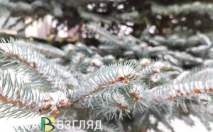 2 февраля пензенцам прогнозируют небольшой снег