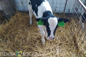 В Пензенской области обнаружен эпизоотический очаг бешенства