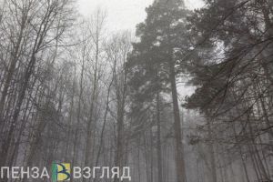 Пензенской области более 41 млн рублей выделили на лесопожарную технику