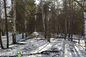 В отношении пензенского пенсионера возбудили уголовное дело за спиленную березу