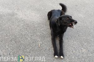 В Пензе прокуратура провела проверку по нападению собак на ребенка