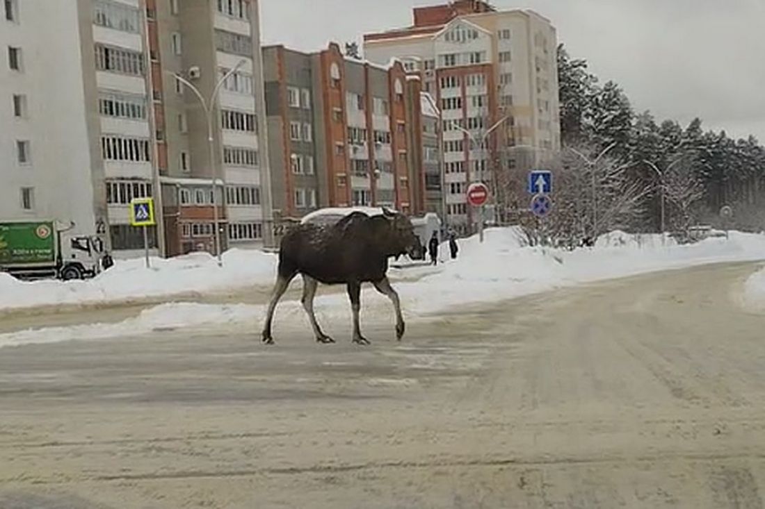 В Заречном сняли видео с невозмутимым лосем на проезжей части