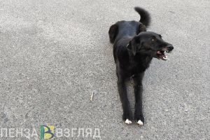 Хозяин собаки, укусившей пензенского ребенка, выплатит 850 тысяч рублей