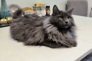 Перечислены опасные для кошек лакомства