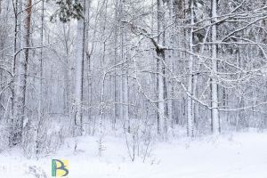 Пензенцы узнали, почему Вильфанд считает текущую зиму ненормальной