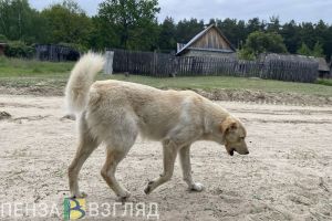 В 2024 году в Пензе отловили более 80 безнадзорных животных